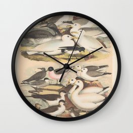 116 Gulls, Terns, Divers, Sandpipers & Jaegers Print from The Birds of North America (1903) Wall Clock