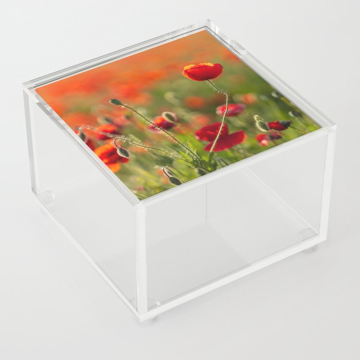 Field of Poppies - 2022 MAY - N°2 Acrylic Box