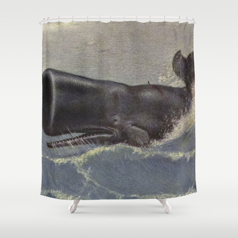 Vintage Sperm Whale Painting 1909 Shower Curtain By Bravuramedia