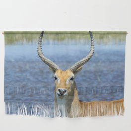 South Africa Photography - Beautiful Puku Standing By The Sea Wall Hanging