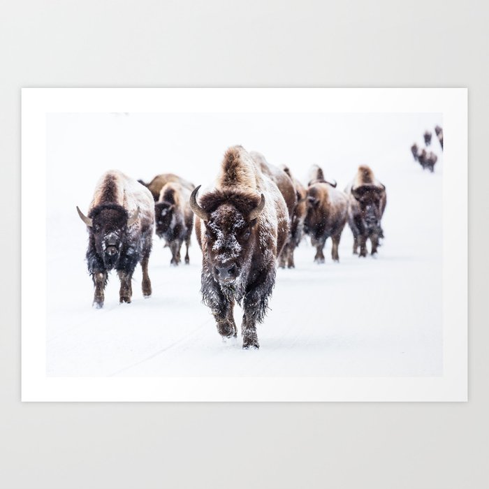 Winter Buffalo Art Print