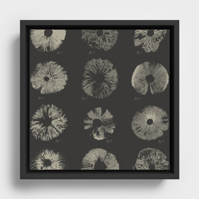 Spore Prints of North American Mushrooms (White on Charcoal) Framed Canvas