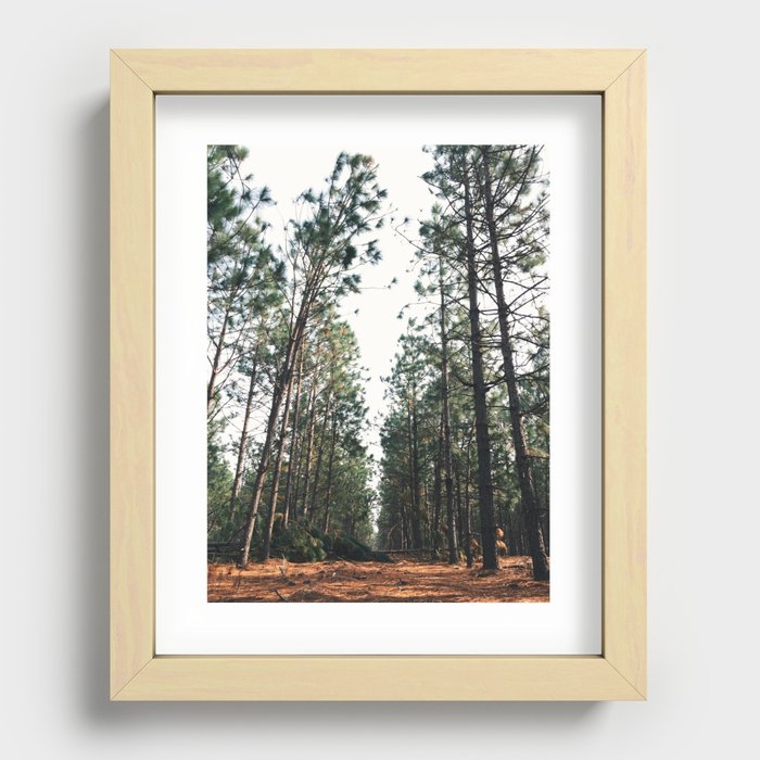 Slash Pine Recessed Framed Print