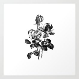 Pencil Roses for Catherine Art Print