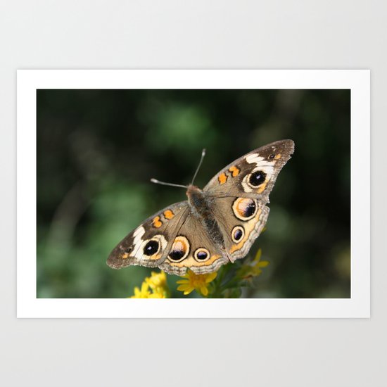 Common Buckeye Art Print