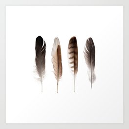 Feathers Art Print