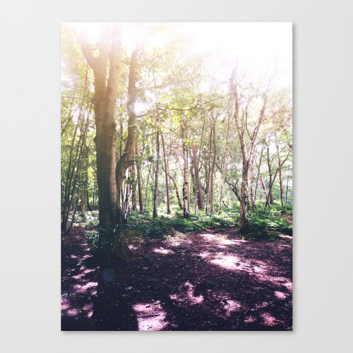 Forest Glare Canvas Print