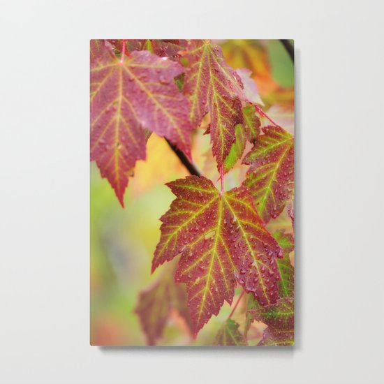 Maple Leaves Metal Print