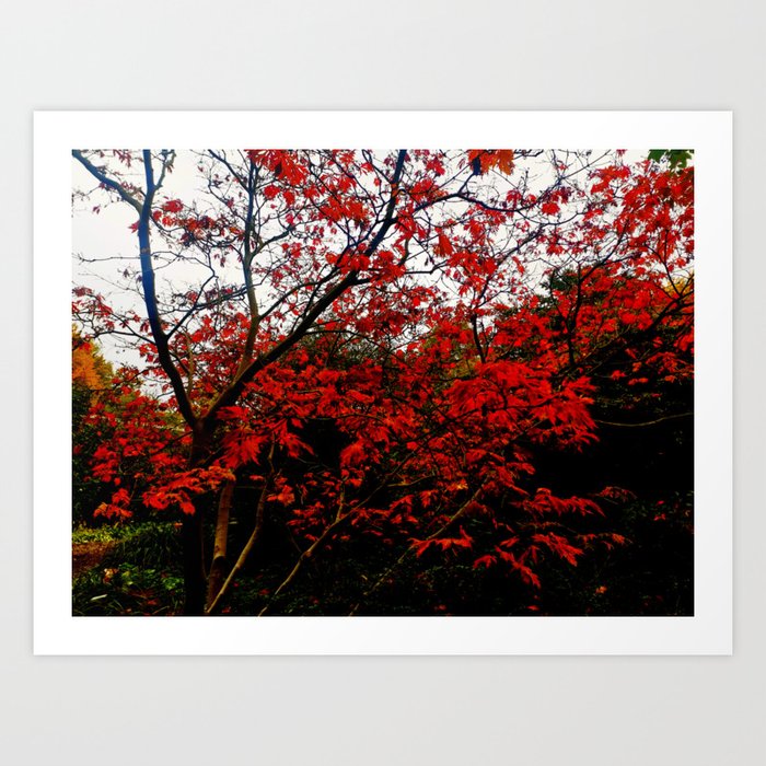 red tree Art Print