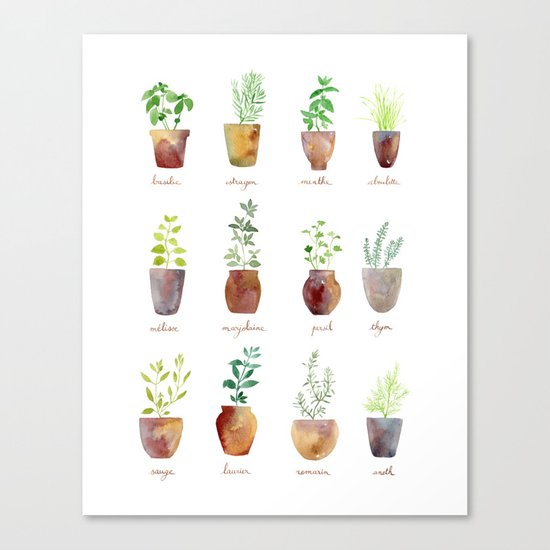 Culinary Herbs Canvas Print
