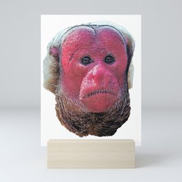 Bald Uakari Red Embarrassed Calvus Old Face Monkey Mini Art Print