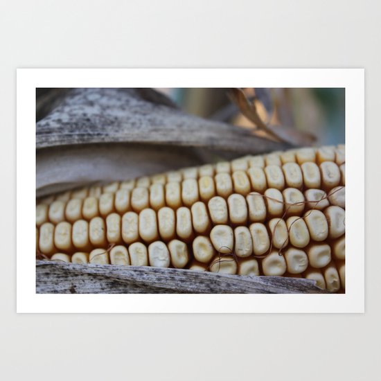 Corn of fall Art Print