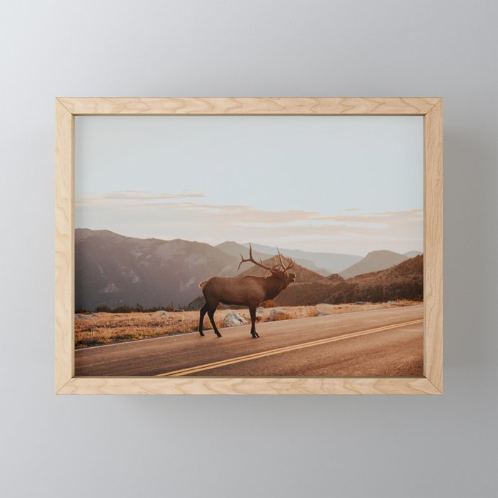 Elk In Rocky Mountain National Park Framed Mini Art Print