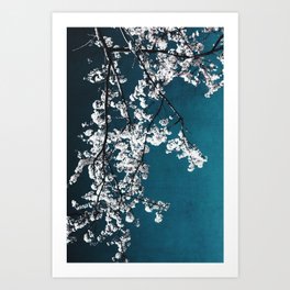White Blossoms Tree Print - Flowers in Teal - Elegant Floral -  Japanese Nature photography Art Print