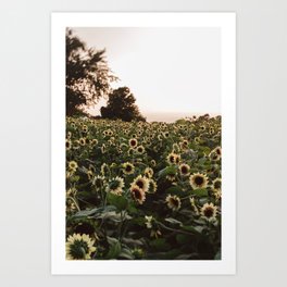 Sunflowers Forever Art Print | Adventure, Landscape, Beauty, Landscsape, Sunset, Nature, Floral, Photo, Wanderlust, Summer 