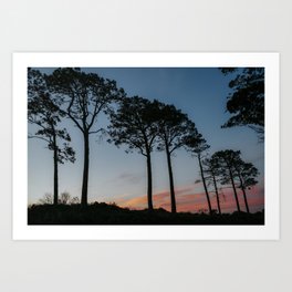 South Africa Cape Town trees at sunset | Travel Photography Art Print