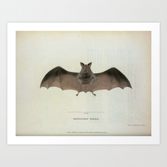 Vintage Bat Art Print