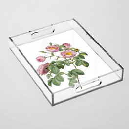 Vintage Tomentose Rose Botanical Illustration on Pure White Acrylic Tray