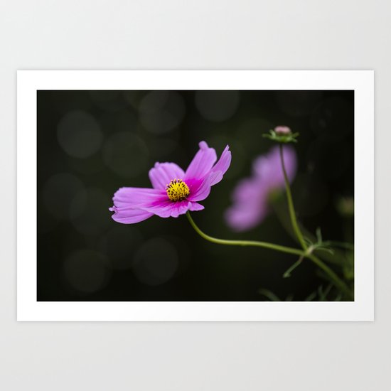 pink Cosmea summer flower Art Print