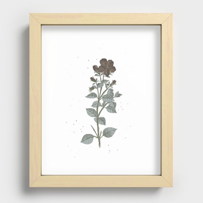 Solely a flower Recessed Framed Print