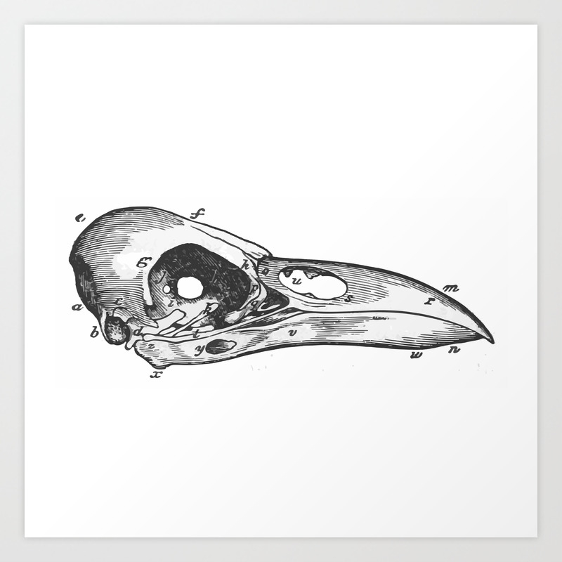 Crow Skull Art Print By Upopot Society6 Don't want to spend hundreds of dollars on casting materials or premade base? crow skull art print by upopot