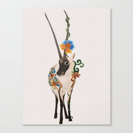 Tibetan Antelope Canvas Print