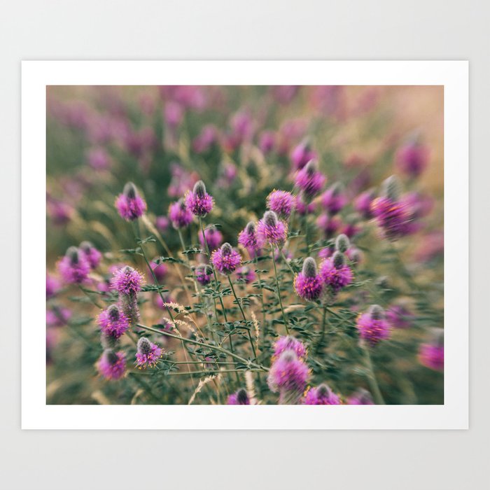 Purple Cone Flowers Art Print