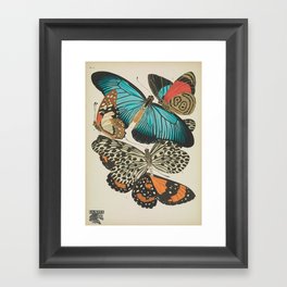 E.A.Séguy - Papillons / Butterflies (1925) Plate 11 Framed Art Print