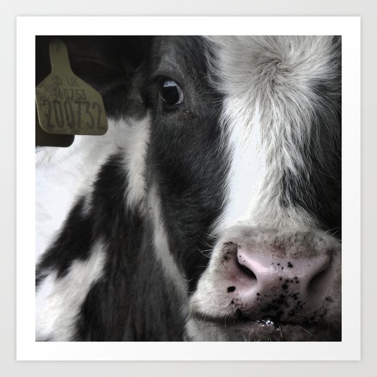 Cow Art Print