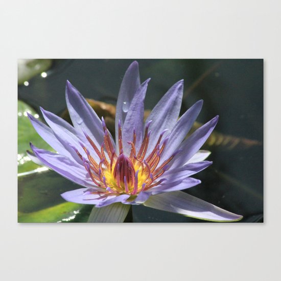 a flower Canvas Print