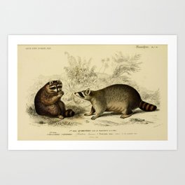 Naturalist Raccoons Art Print