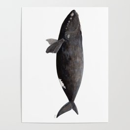Northern right whale (Eubalaena glacialis) Poster