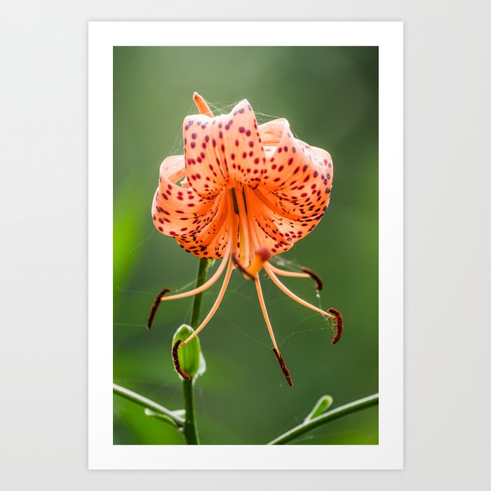 Orange Beautiful Tiger Lily Flower Photograph Art Print