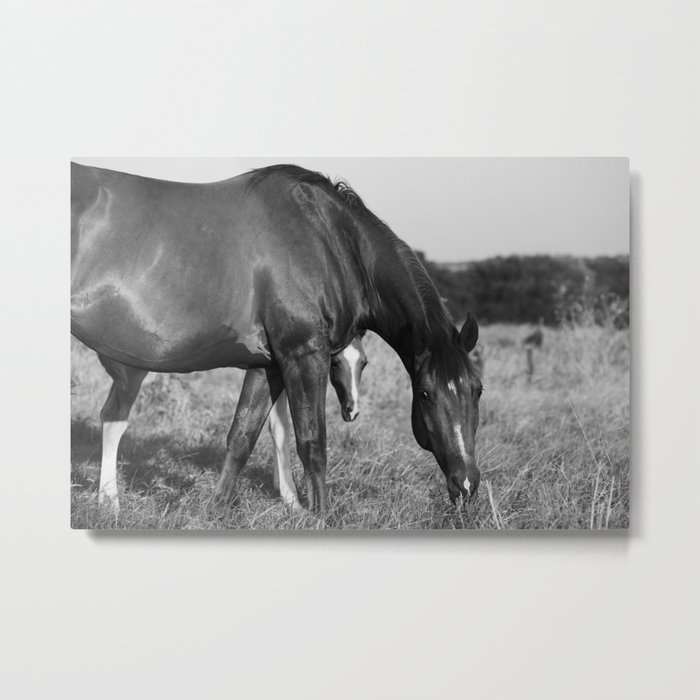 Horse with Foal in Texas Field Metal Print