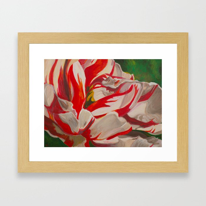 Red and White Striped Tulip Framed Art Print