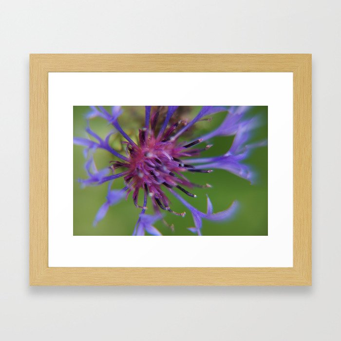 Purple Spider Flower Framed Art Print
