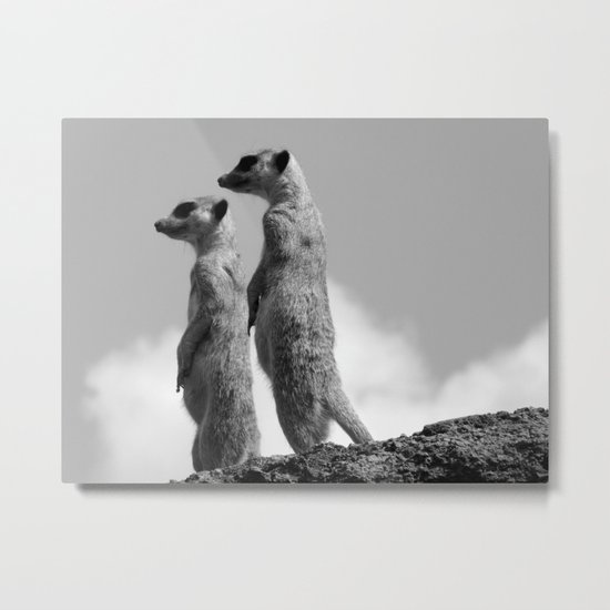 Meerkats, Fuerteventura. Metal Print
