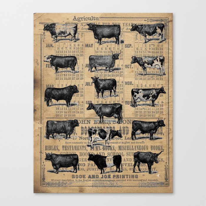 Vintage 1896 Cows Study on Antique Lancaster County Almanac Canvas Print