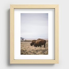 Bison Ridicule Recessed Framed Print