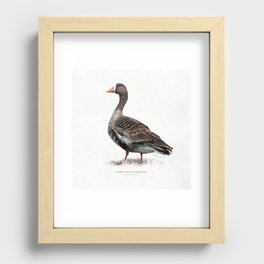 Greater white-fronted goose scientific illustration art print Recessed Framed Print