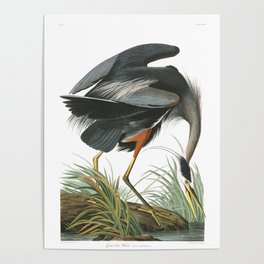 Great Blue Heron (Audubon) Poster