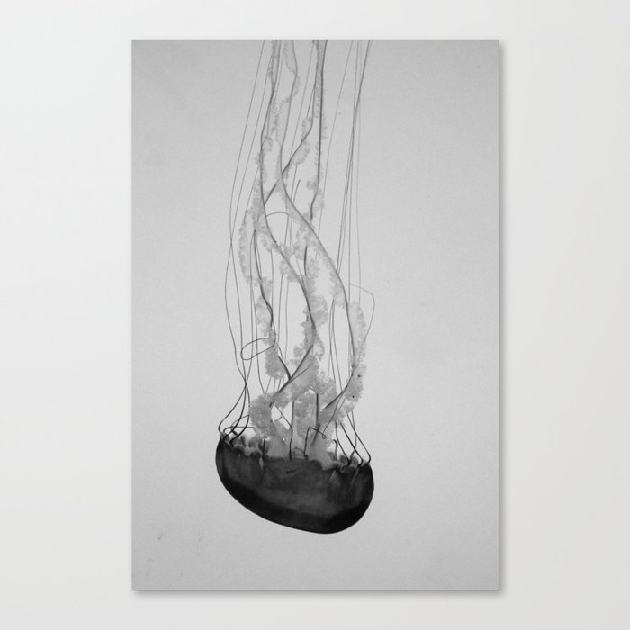 Jellyfish Basics no. 1 Canvas Print