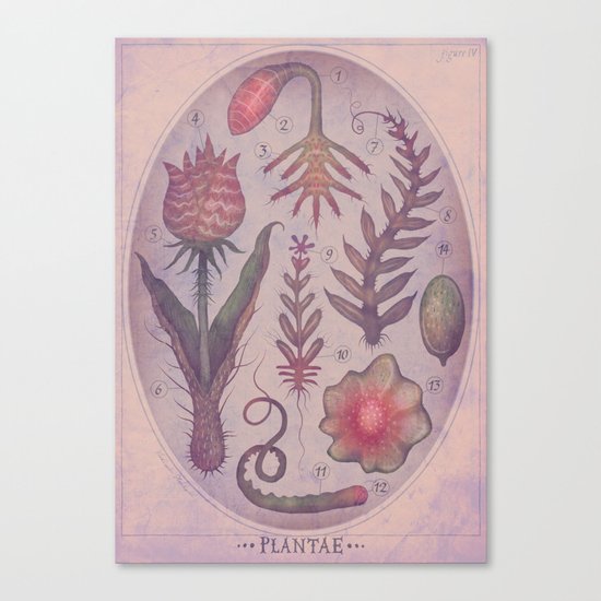 PLANTAE IV Canvas Print
