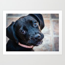 Luna the Puppy Art Print | Young, Ears, Collar, Portrait, Dog, Labradorcross, Puppy, Whiskers, Photo, Eyes 