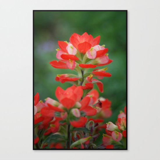 Indian Paintbrush Canvas Print