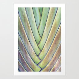 Light Pastel Tint Traveler's Tree Bark Macro Art Print