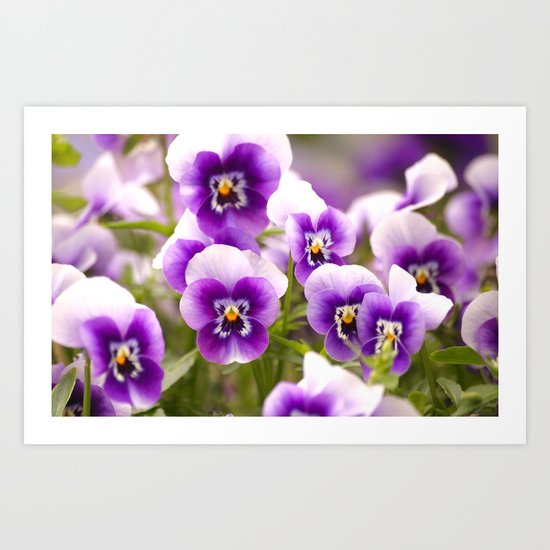 Wonderful Pansies Art Print