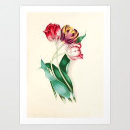 Tulips by Clarissa Munger Badger, "Floral Belles," 1866 (benefitting The Nature Conservancy) Art Print