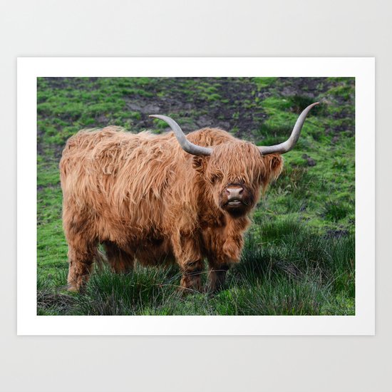 Highland Cow Art Print