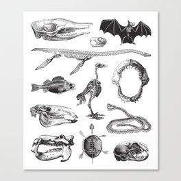 Animal Bones Canvas Print